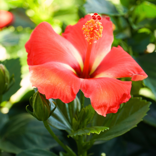 hibiscus