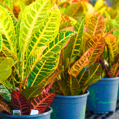 crotons