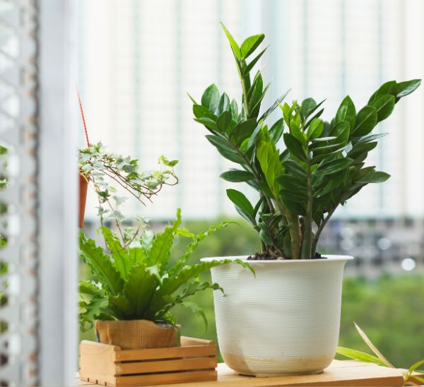 Indoor Plants 