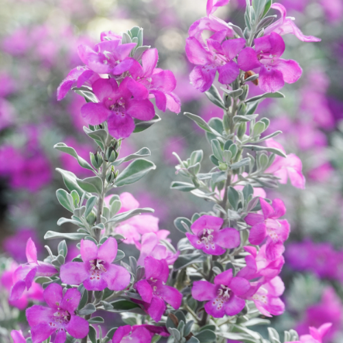 Drought Tolerant Shrubs for Fall | Calloway's Nursery