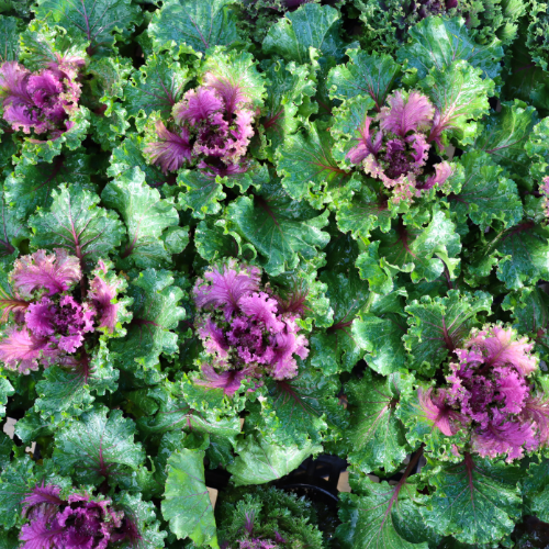 ornamental cabbage