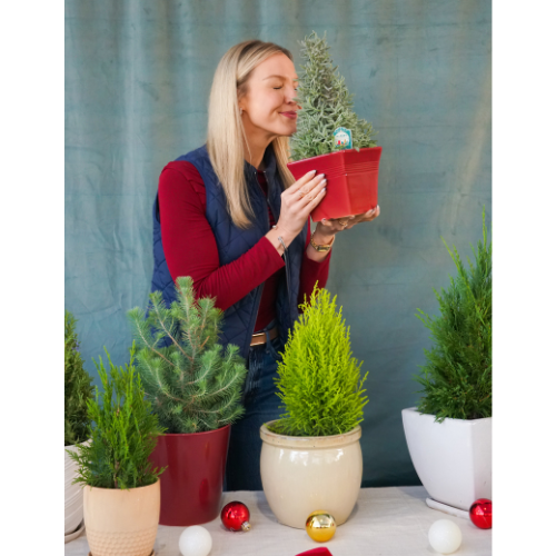 Lavender Holiday Trees for Christmas Holidays | Calloway's Nursery