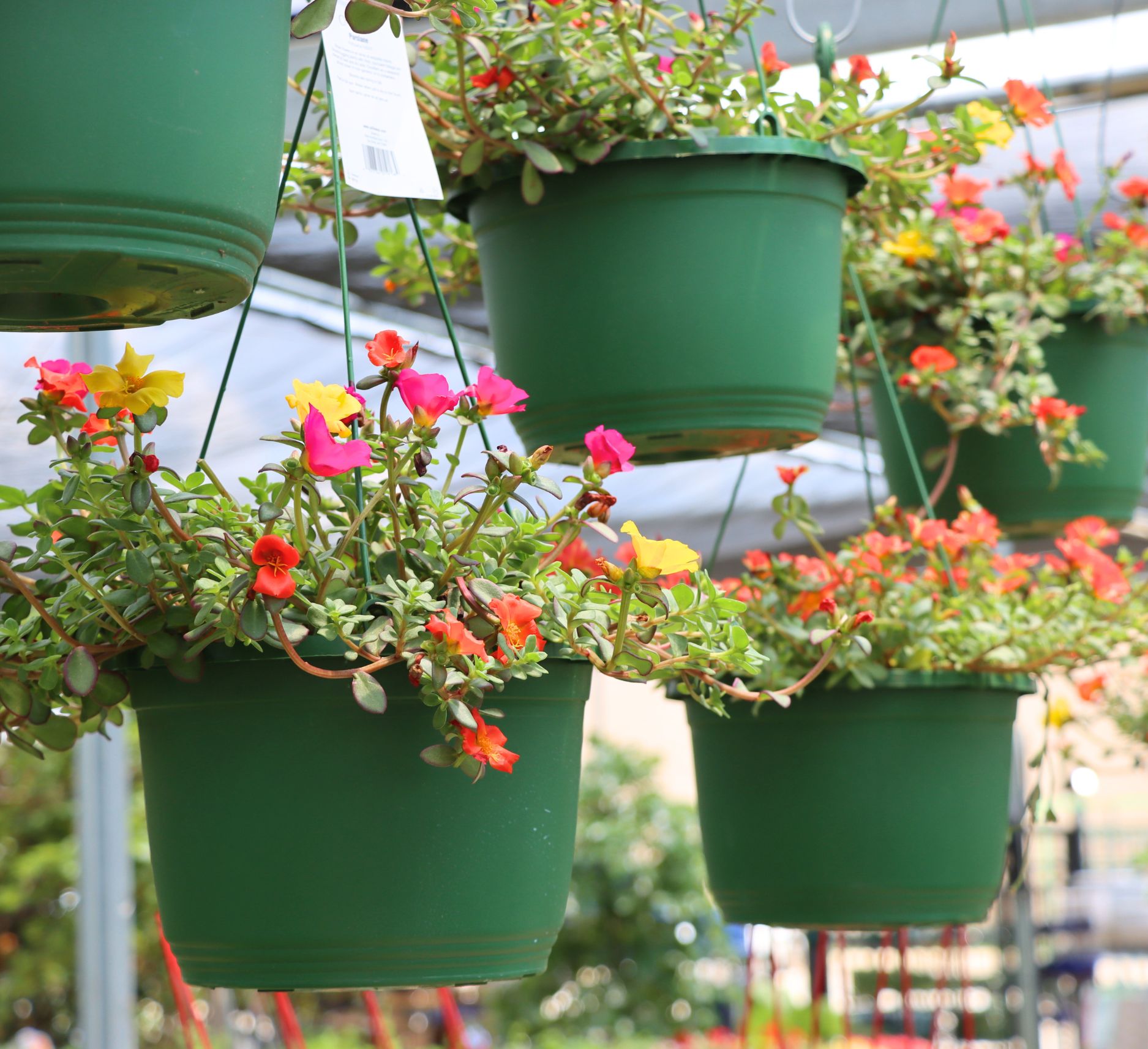 Link to Hanging Baskets  product page