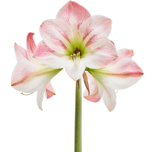 potting soil and plant food