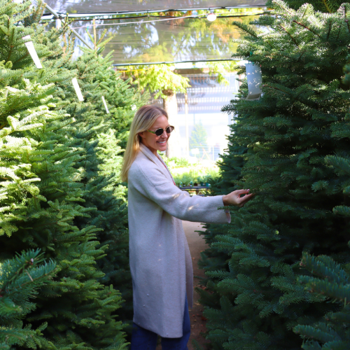 beautiful poinsettias