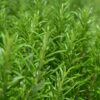 Bundle of Rosemary Herbs