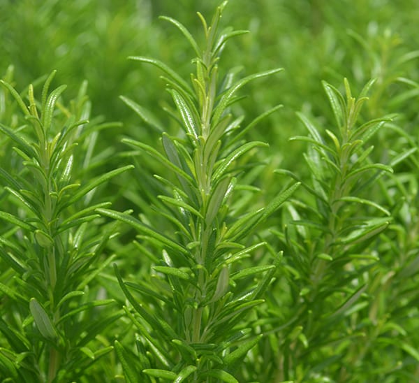 Rosemary