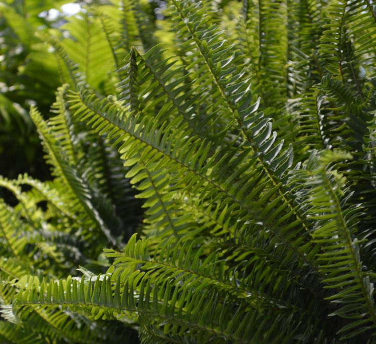 Kimberly Queen Ferns 	