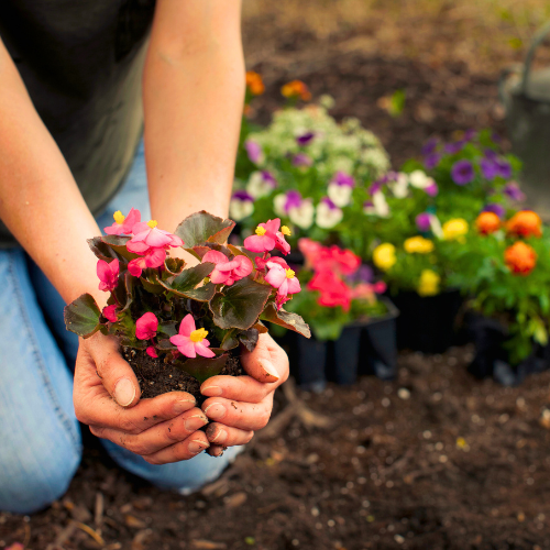 Marigolds, Zinnias, and Lantana Flowers in Garden | Calloway’s Nursery