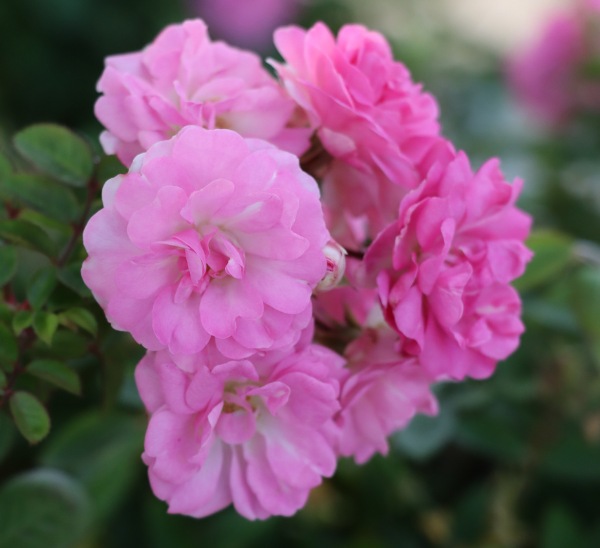 Roses 