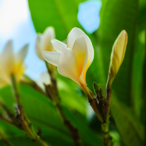 August Gardening Tips: 5 Essential Ways to Care for Your Garden