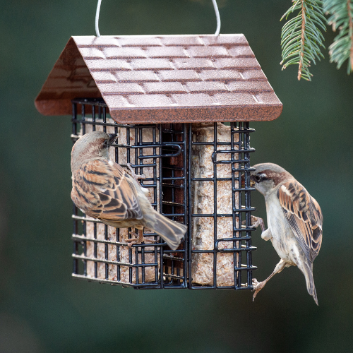 Heath® Crafted Suet Cakes | Calloway's Nursery