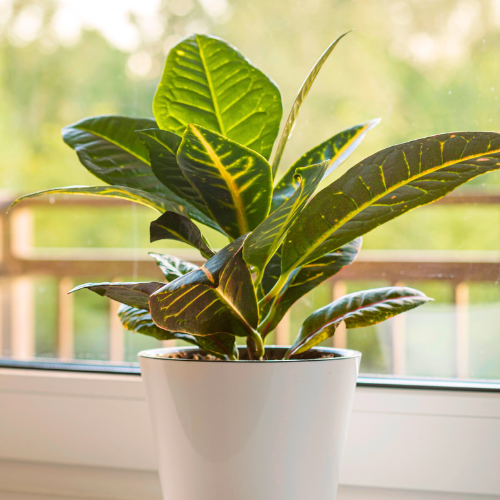 croton plants