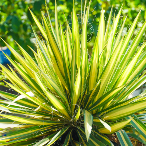  Gold Dust Aucuba Shrub for Fall | Calloway's Nursery
