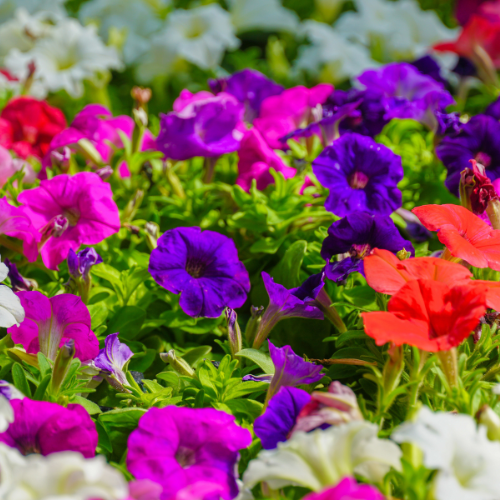 petunias