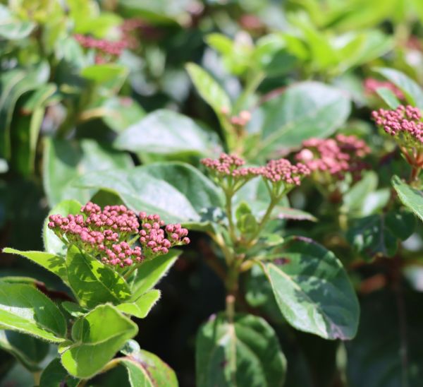 Viburnum 
