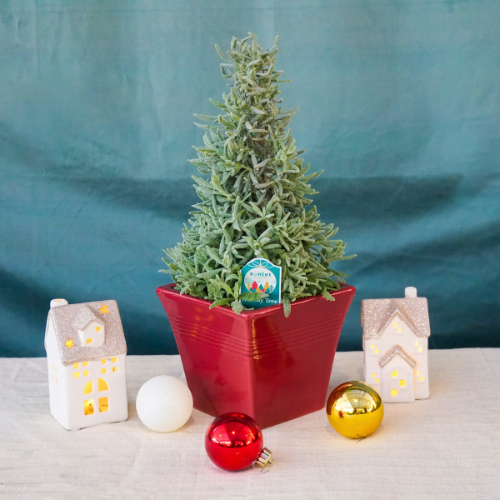 Lavender Tree for Christmas Holidays | Calloway's Nursery