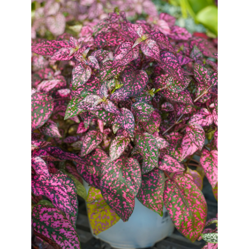 christmas cacti in pottery