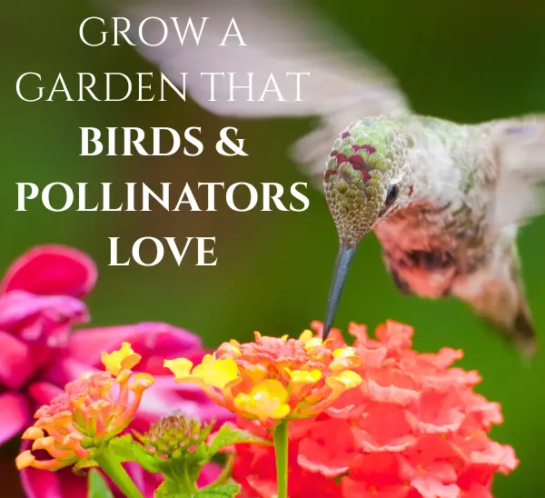 Grow A Garden That Birds & Pollinators Love