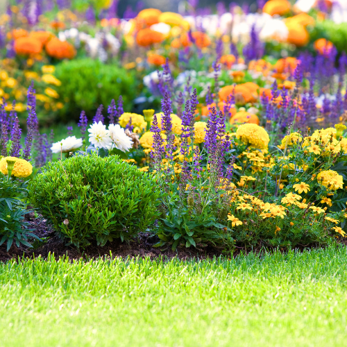 Man With Coneflowers Plant in Garden | Calloway’s Nursery