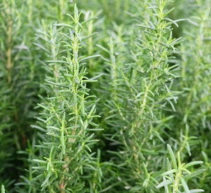 Rosemary