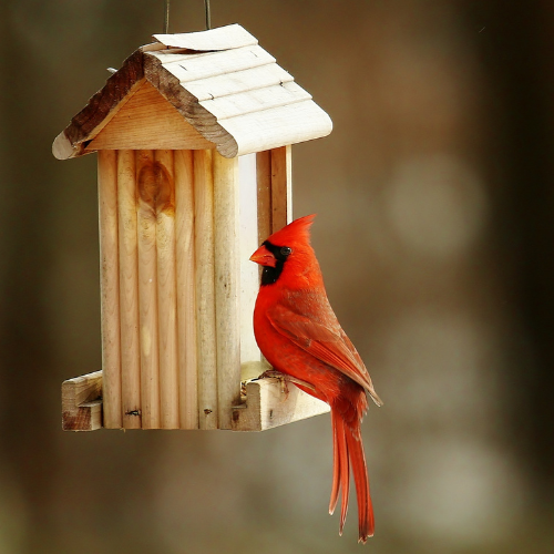 Suet Feeder | Calloway's Nursery