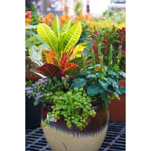 croton perennial