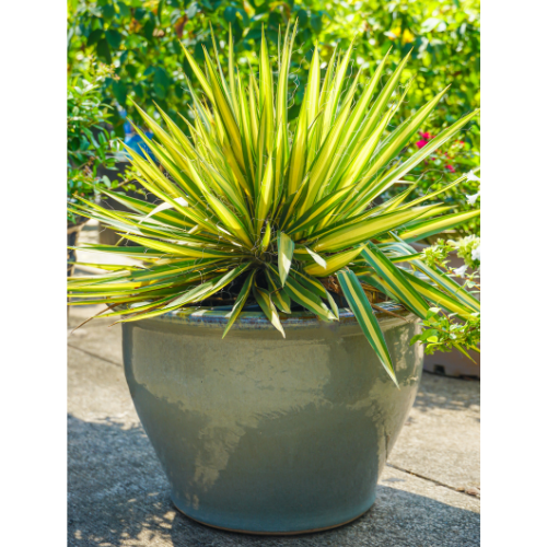 Shade Loving Shrubs for Fall Planting | Calloway's Nursery