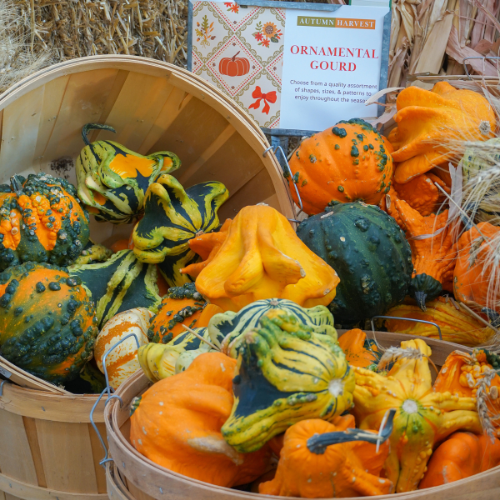 Assorted ornamental gourds in baskets with fall harvest sign at a vibrant autumn market.