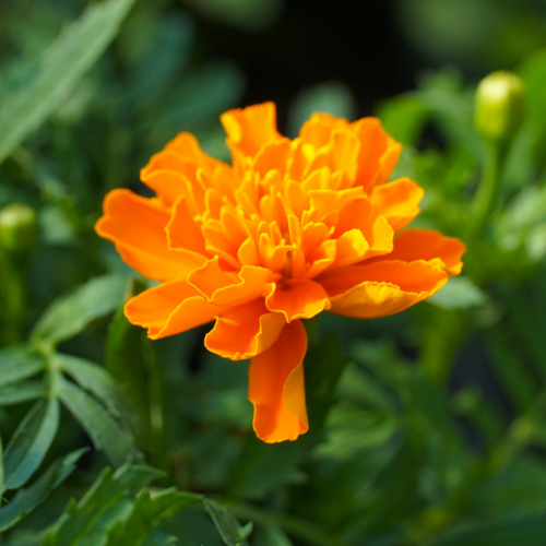 marigold
