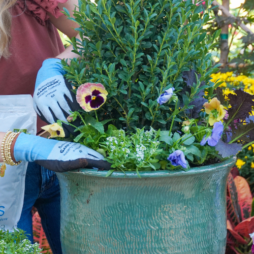 plants for fall