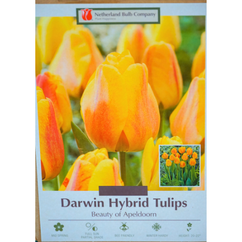 Tulips for Fall Bulbs | Calloway's Nursery