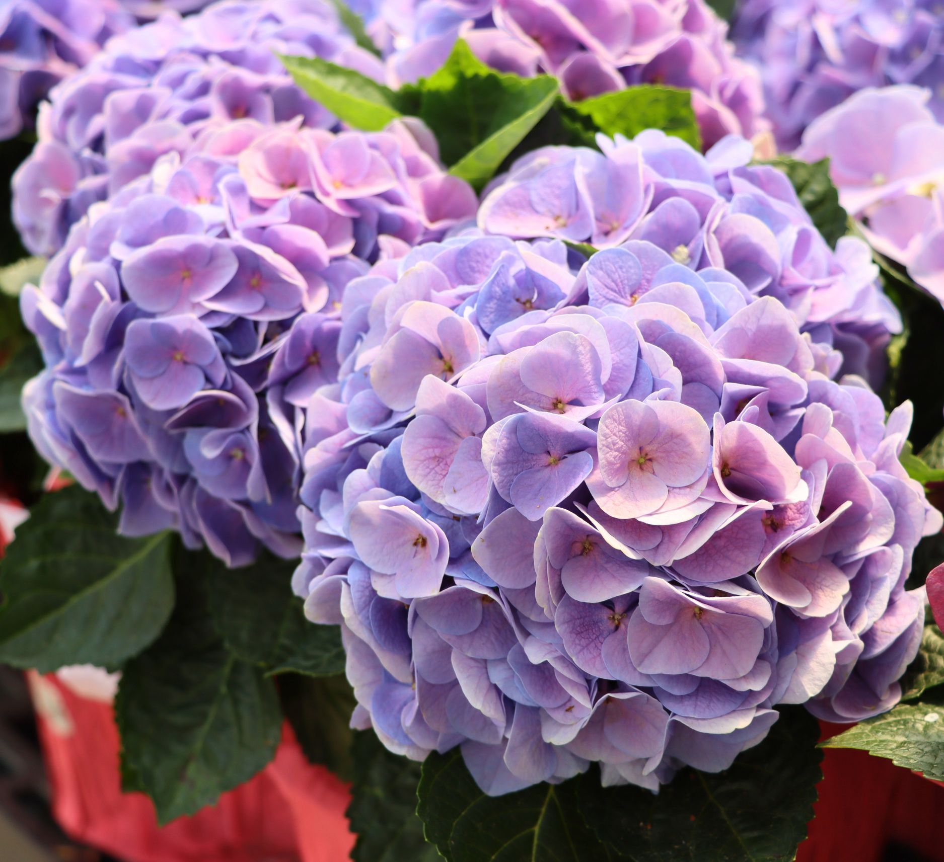 Link to Floral Hydrangea product page