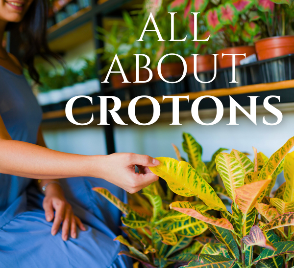 "All About Crotons" Calloway's Blog