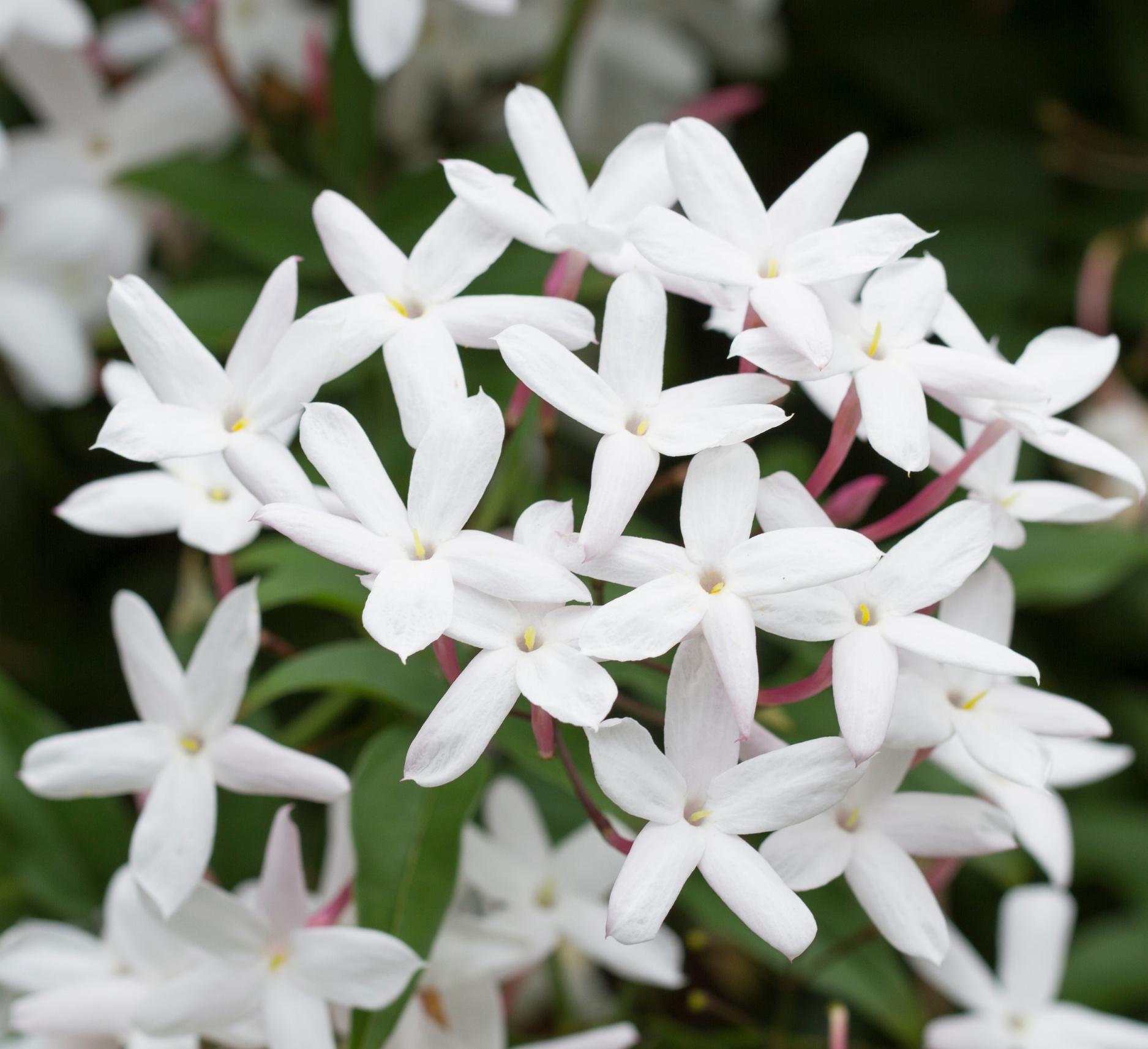 Star Jasmine 