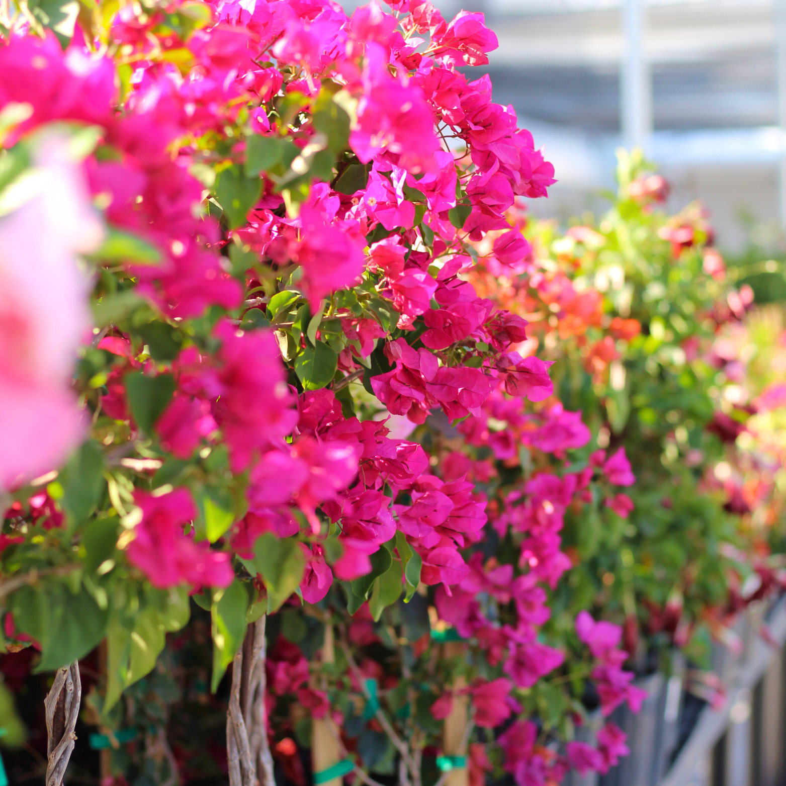 Bougainvillea container garden