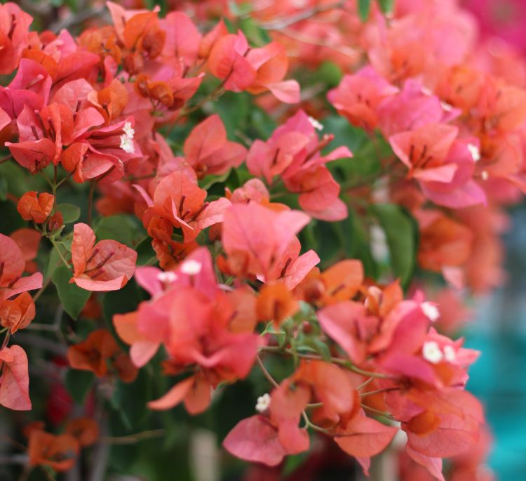 Bougainvillea 