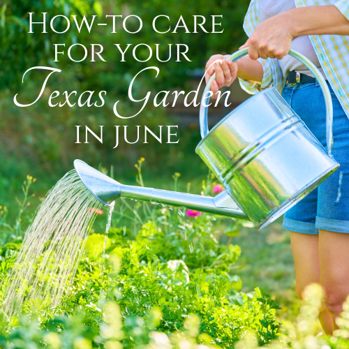 how to care for our texas garden in june
