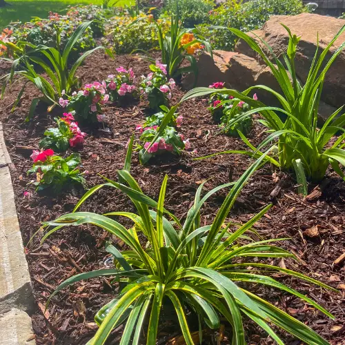 completed landscape with mulch