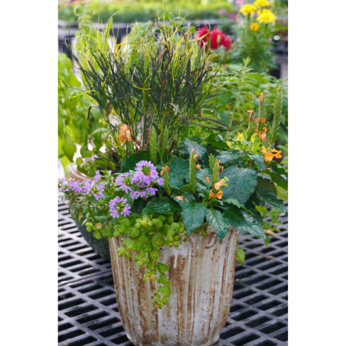 croton perennial
