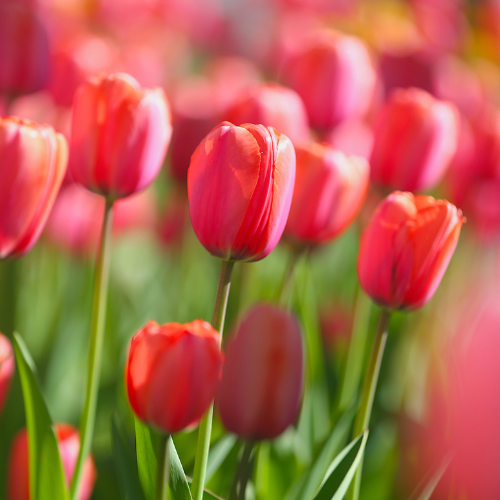 Tulips for Fall Bulbs | Calloway's Nursery