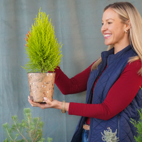 Lemon Cypress for Christmas Holidays | Calloway's Nursery