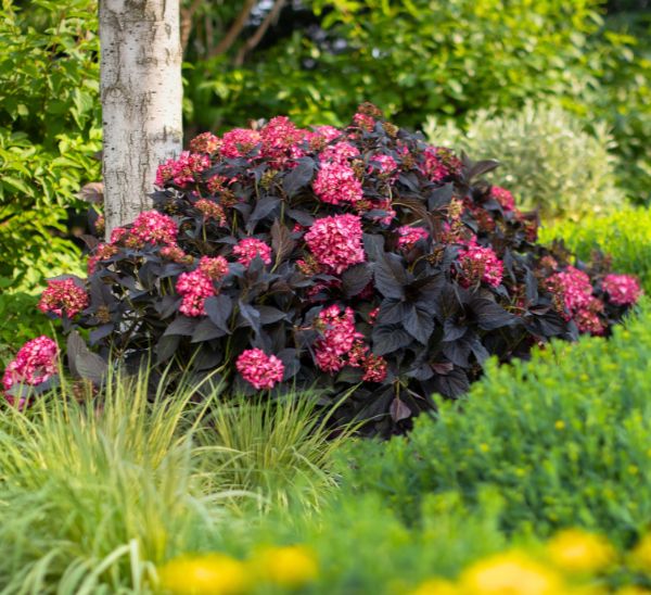Eclipse® Bigleaf Hydrangea  