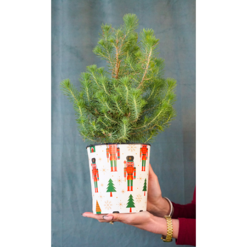 italian stone pine plant