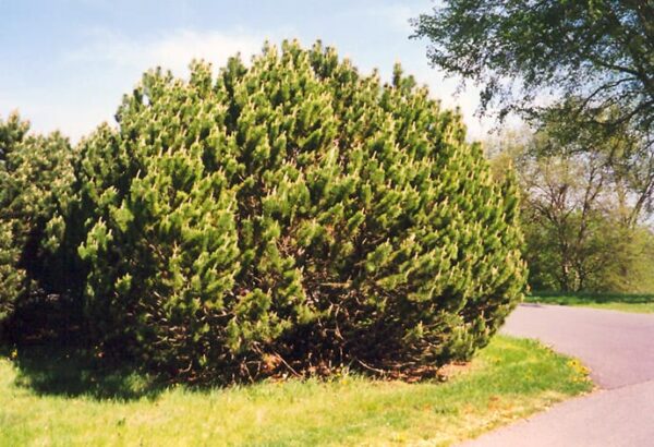 Mugo Pine