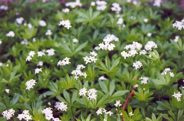 Sweet Woodruff