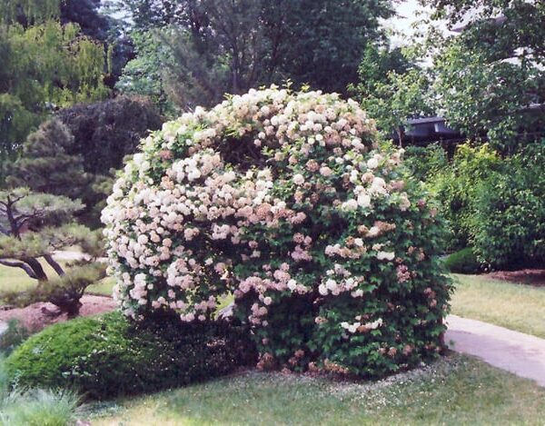 snowball viburnum