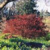 rose glow Japanese barberry