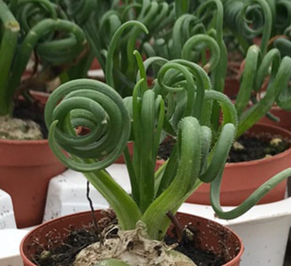 Albuca Frizzle Sizzle Calloway S Nursery