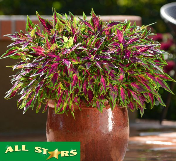 Link to All Stars® Fancy Annuals product page